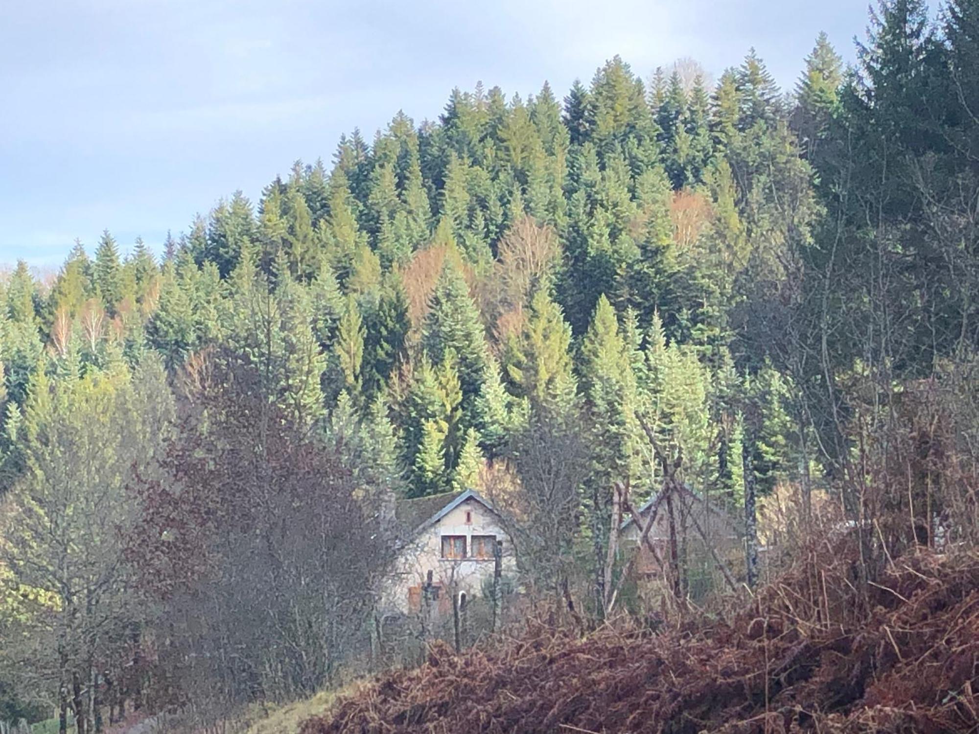 A L'Oree De Soi: Eco-Friendly Forest Retreat in the Vosges Saint-Sauveur  Exterior photo